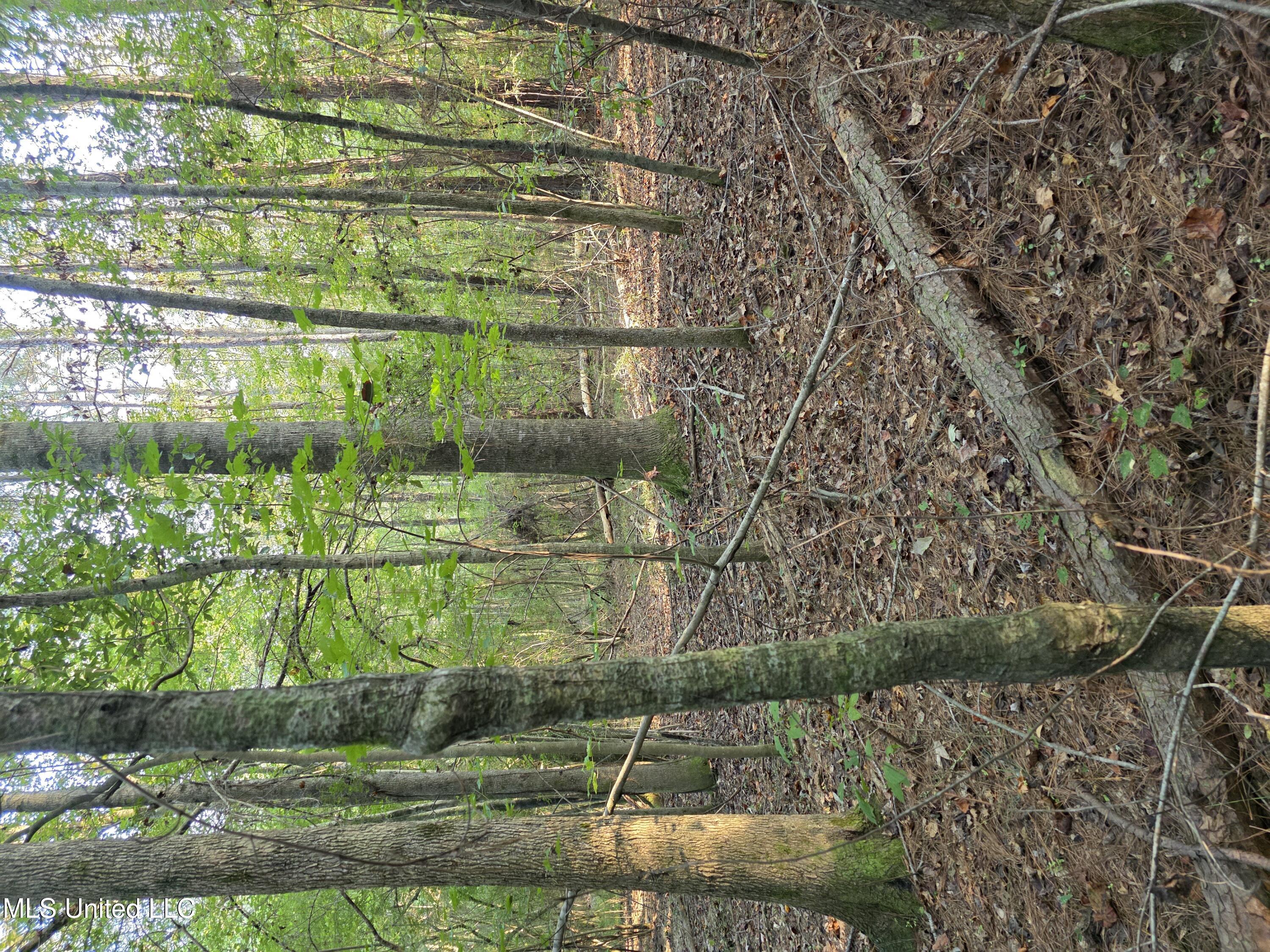 155 County Road Stringer, MS 39481 - Photo 28 of 28 17240