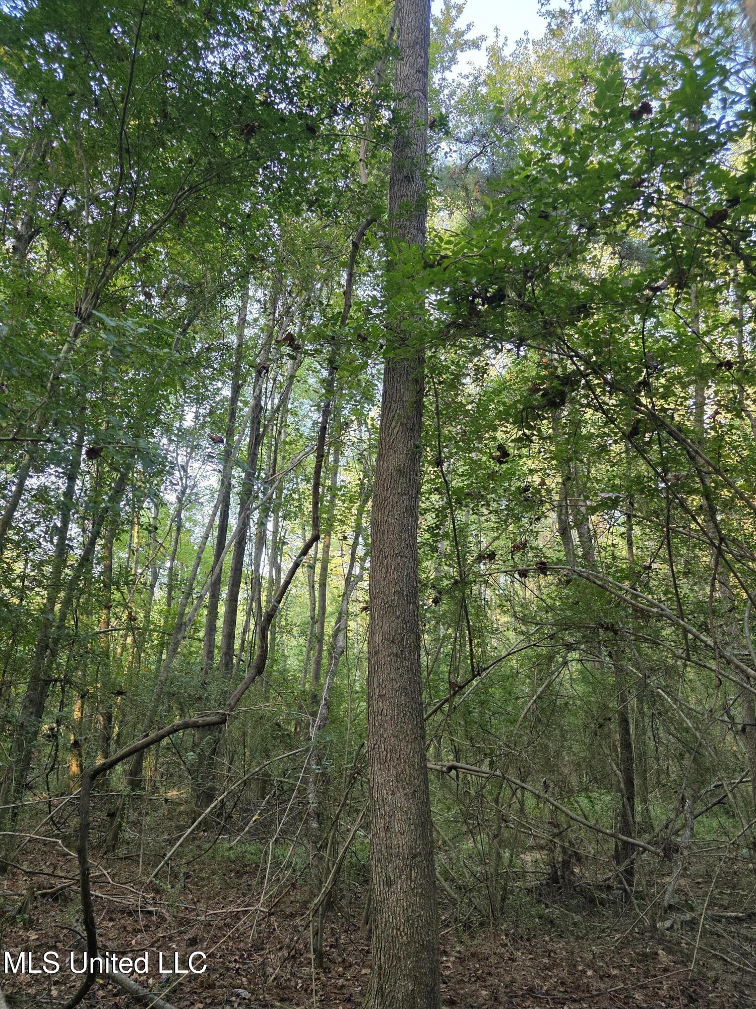155 County Road Stringer, MS 39481 - Photo 6 of 28 17263