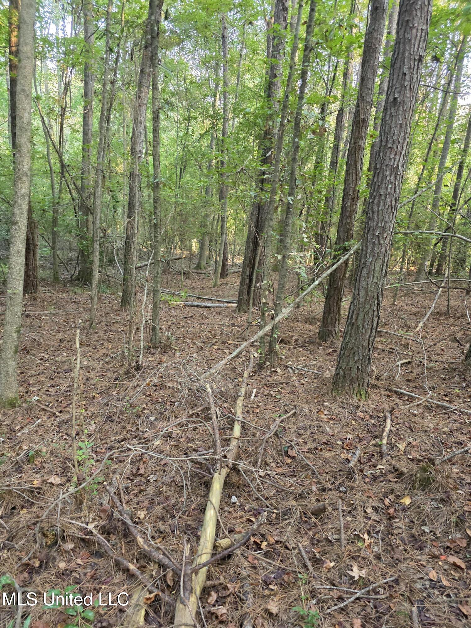 155 County Road Stringer, MS 39481 - Photo 7 of 28 17262