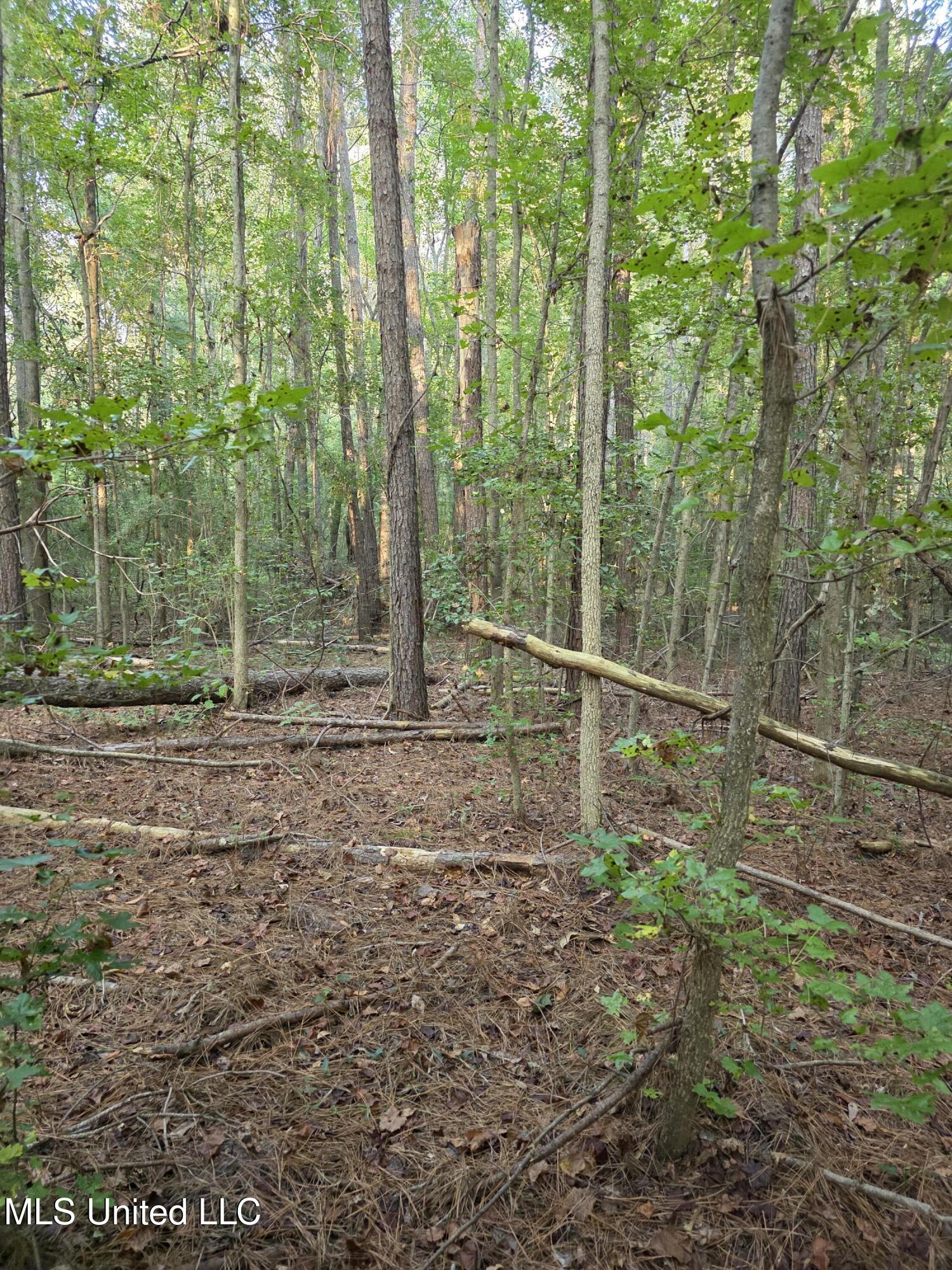 155 County Road Stringer, MS 39481 - Photo 8 of 28 17261