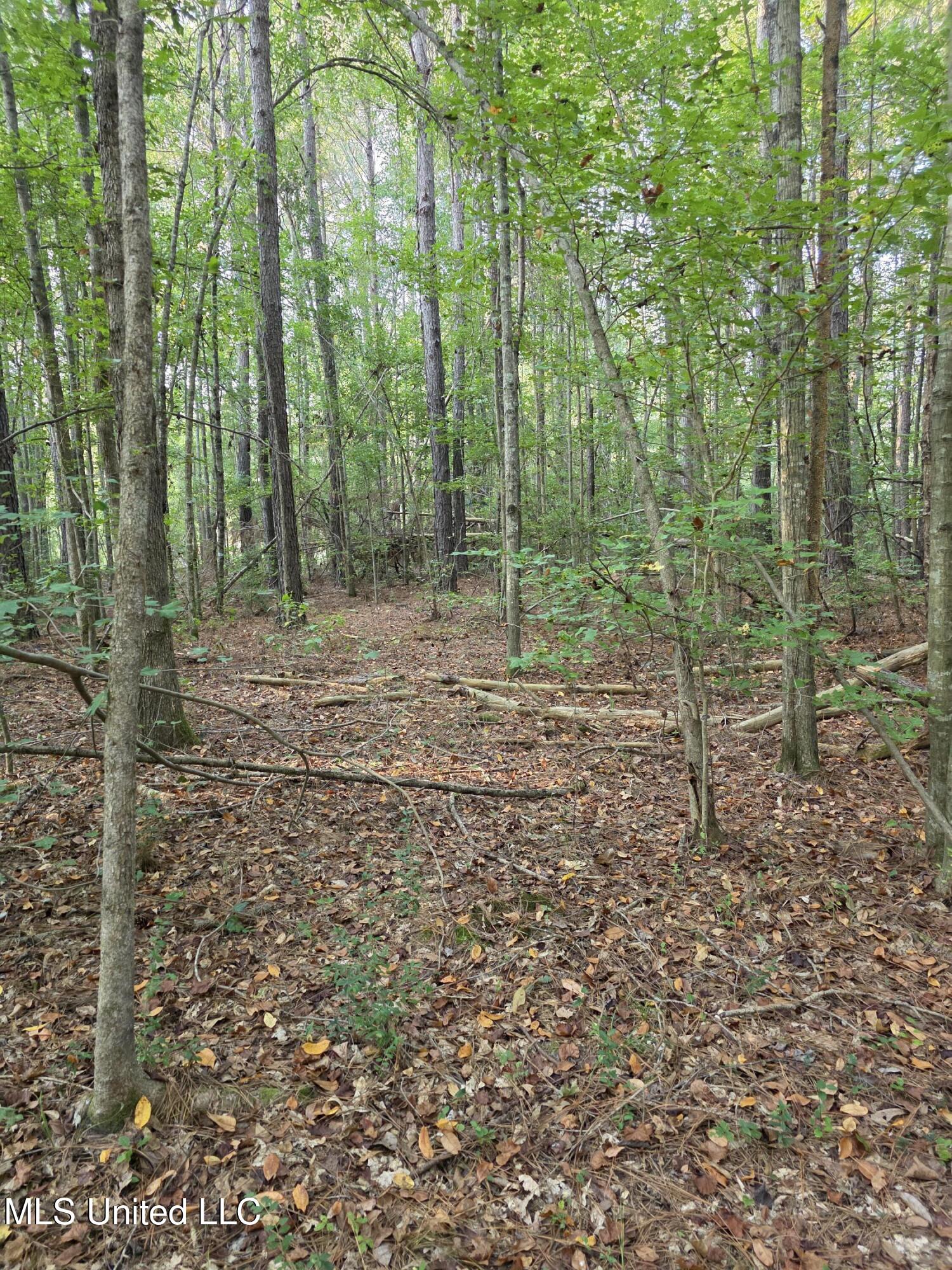 155 County Road Stringer, MS 39481 - Photo 9 of 28 17260