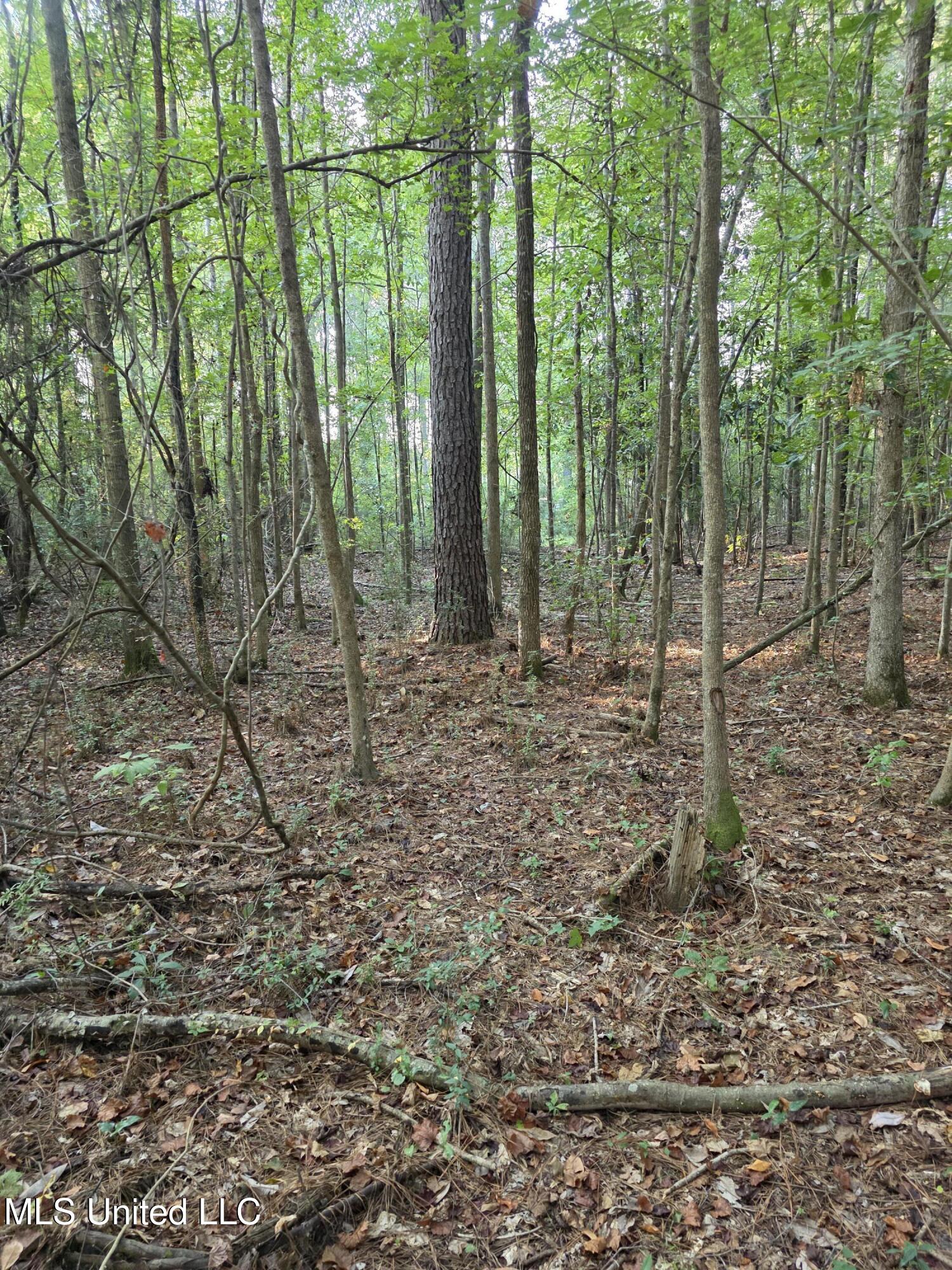 155 County Road Stringer, MS 39481 - Photo 10 of 28 17259