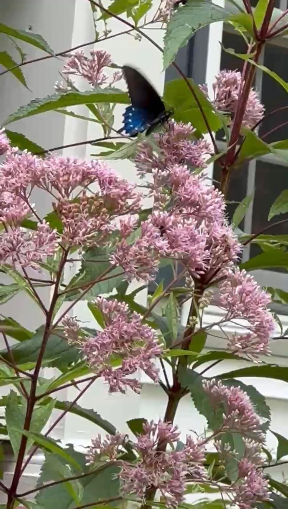 965 Signal Road Signal Mountain, TN 37377 - Photo 32 of 33 Lovely landscaping
