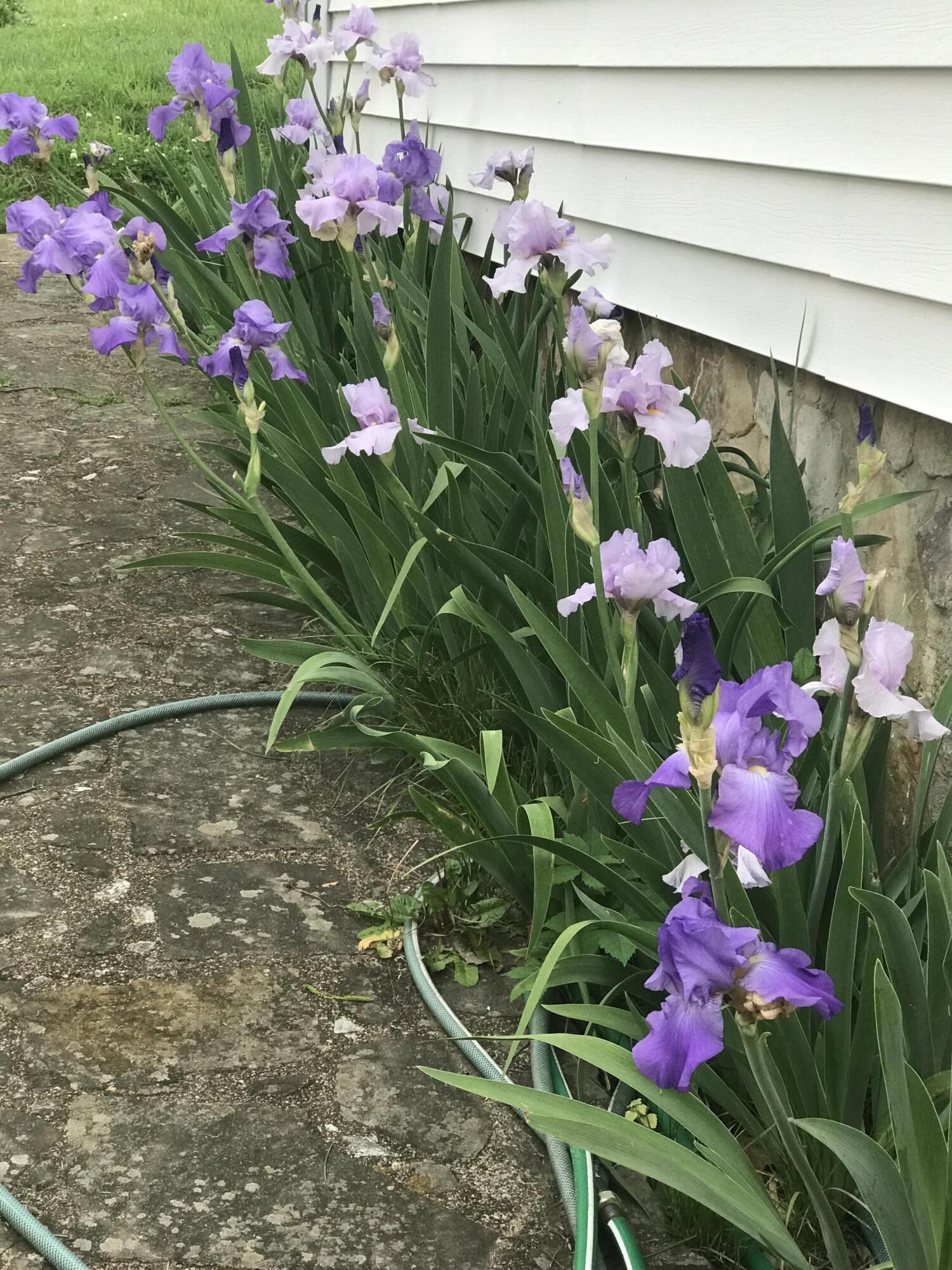 965 Signal Road Signal Mountain, TN 37377 - Photo 33 of 33 Blooming Irises