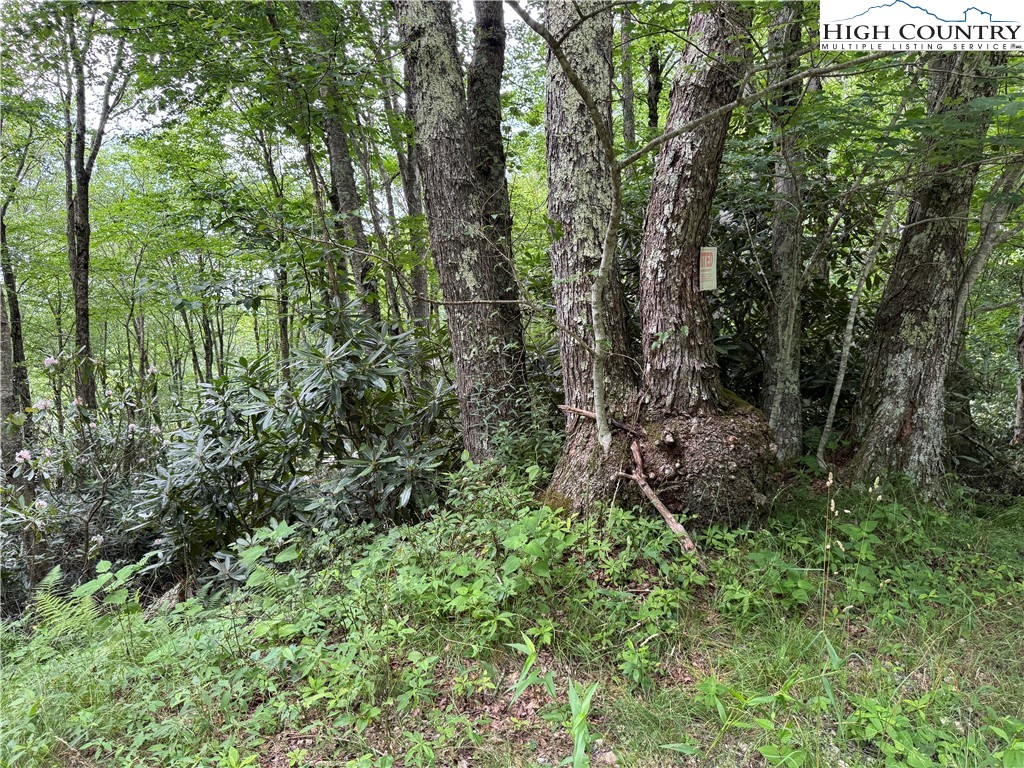 Buckeye Ridge Banner Elk, NC 28604 - Photo 13 of 31