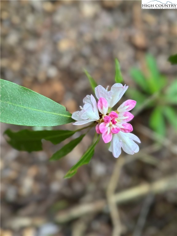 Buckeye Ridge Banner Elk, NC 28604 - Photo 23 of 31