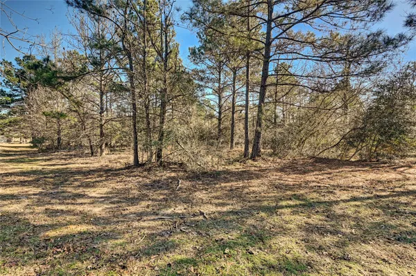 a view of a yard with large tree