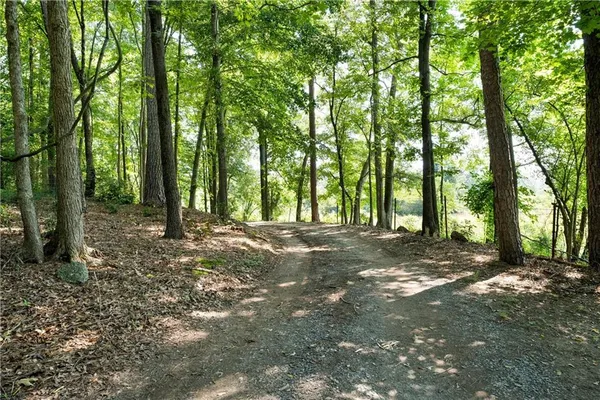a view of a forest filled with trees