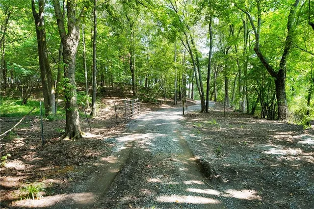 a view of a forest with trees