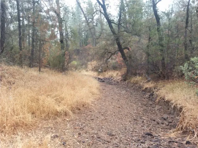 a view of a yard with trees