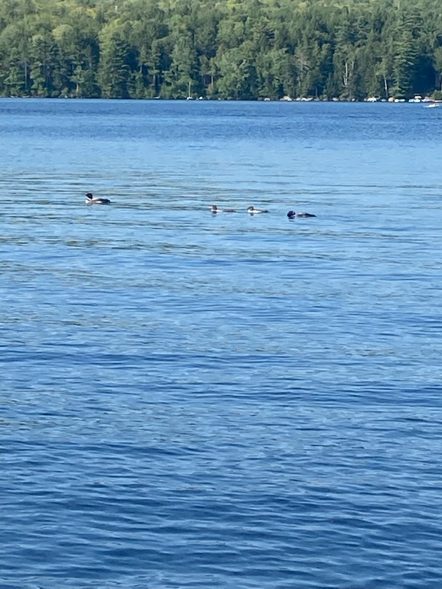587 Nicolin Road Ellsworth, ME 04605 - Photo 36 of 39 Mother and Baby Loons