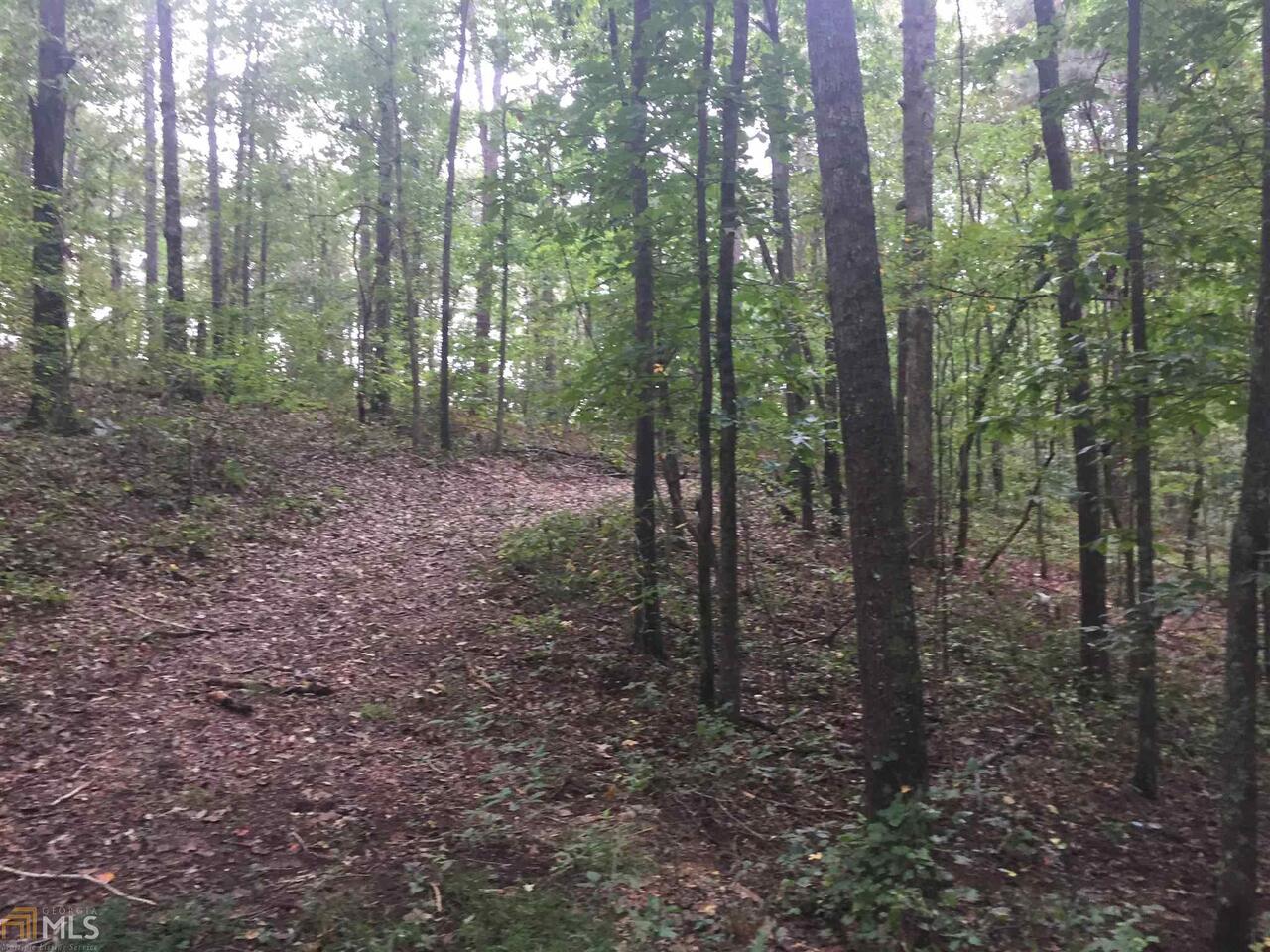 a view of a forest that has large trees