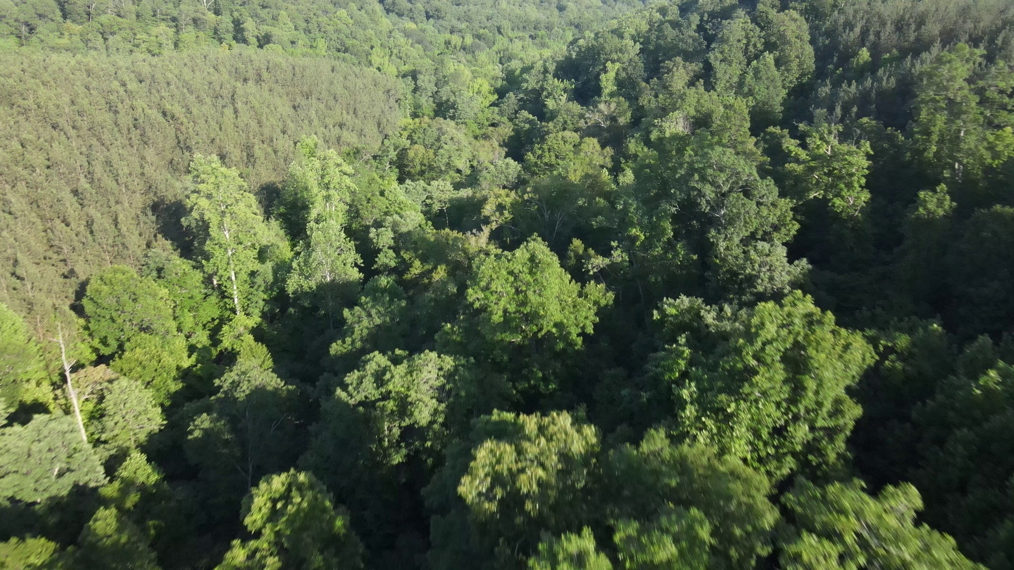 2932 Old Hohenwald Road Linden, TN 37096 - Photo 13 of 31 a view of a lush green forest