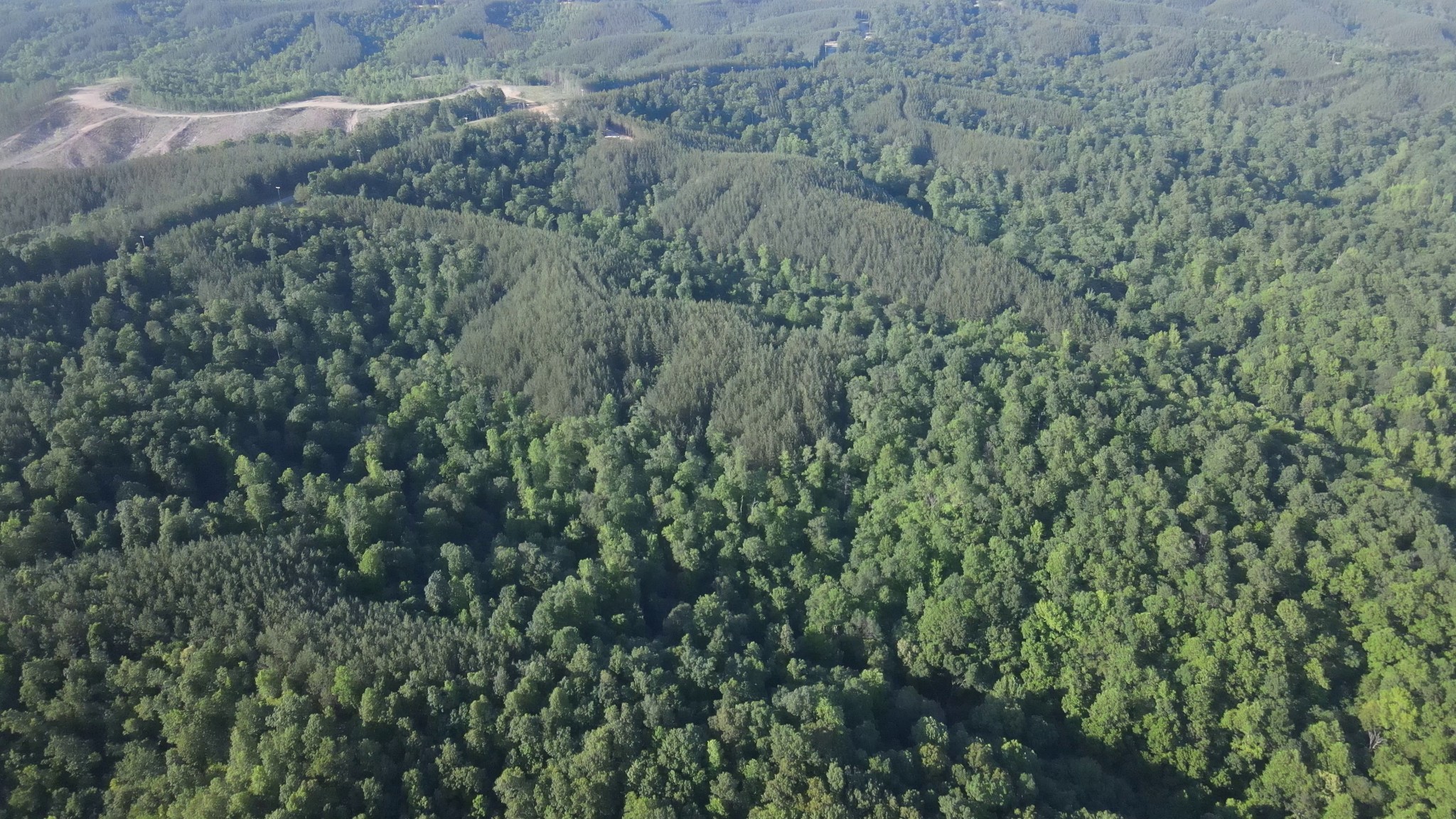 2932 Old Hohenwald Road Linden, TN 37096 - Photo 18 of 31 a view of a forest with a lush green forest