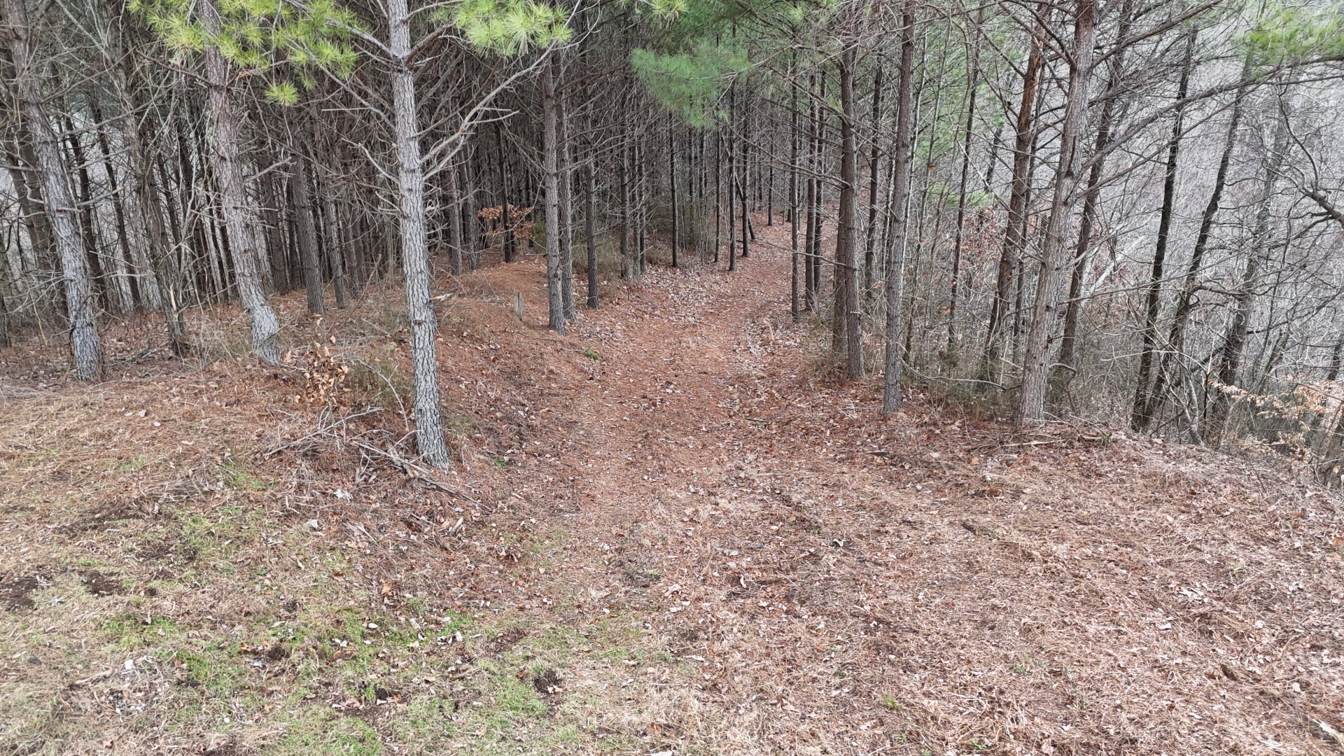 2932 Old Hohenwald Road Linden, TN 37096 - Photo 2 of 31 a view of a yard with large trees
