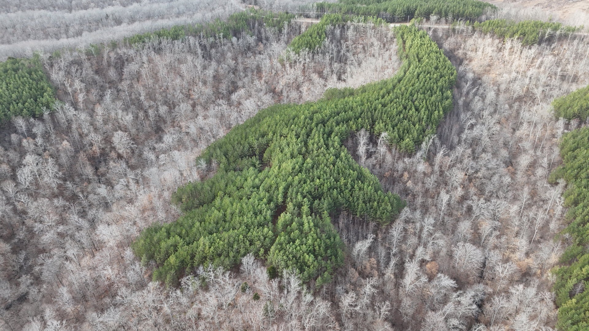 2932 Old Hohenwald Road Linden, TN 37096 - Photo 21 of 31 a close up of a plant in a garden
