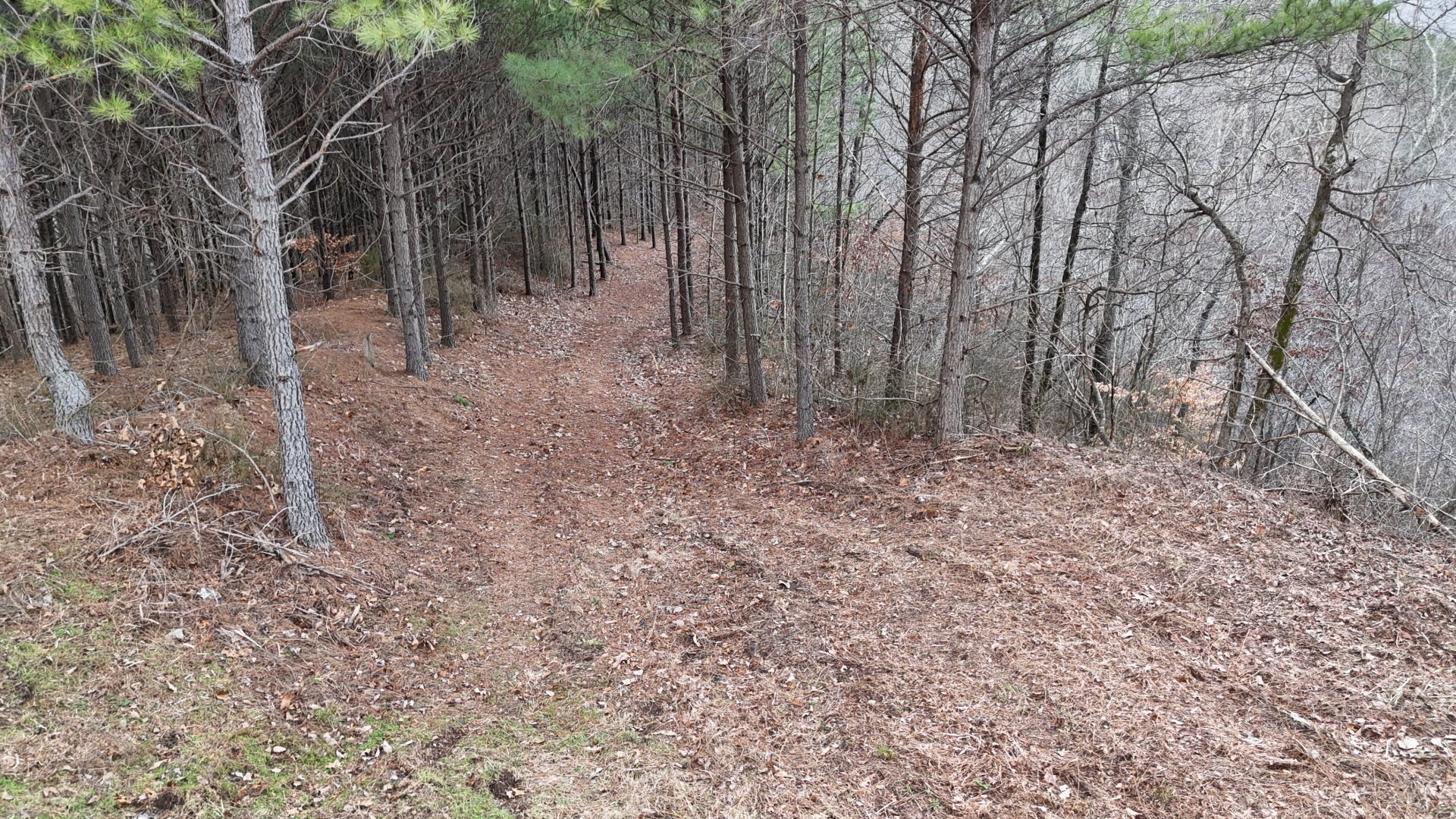 2932 Old Hohenwald Road Linden, TN 37096 - Photo 24 of 31 a view of a forest filled with trees