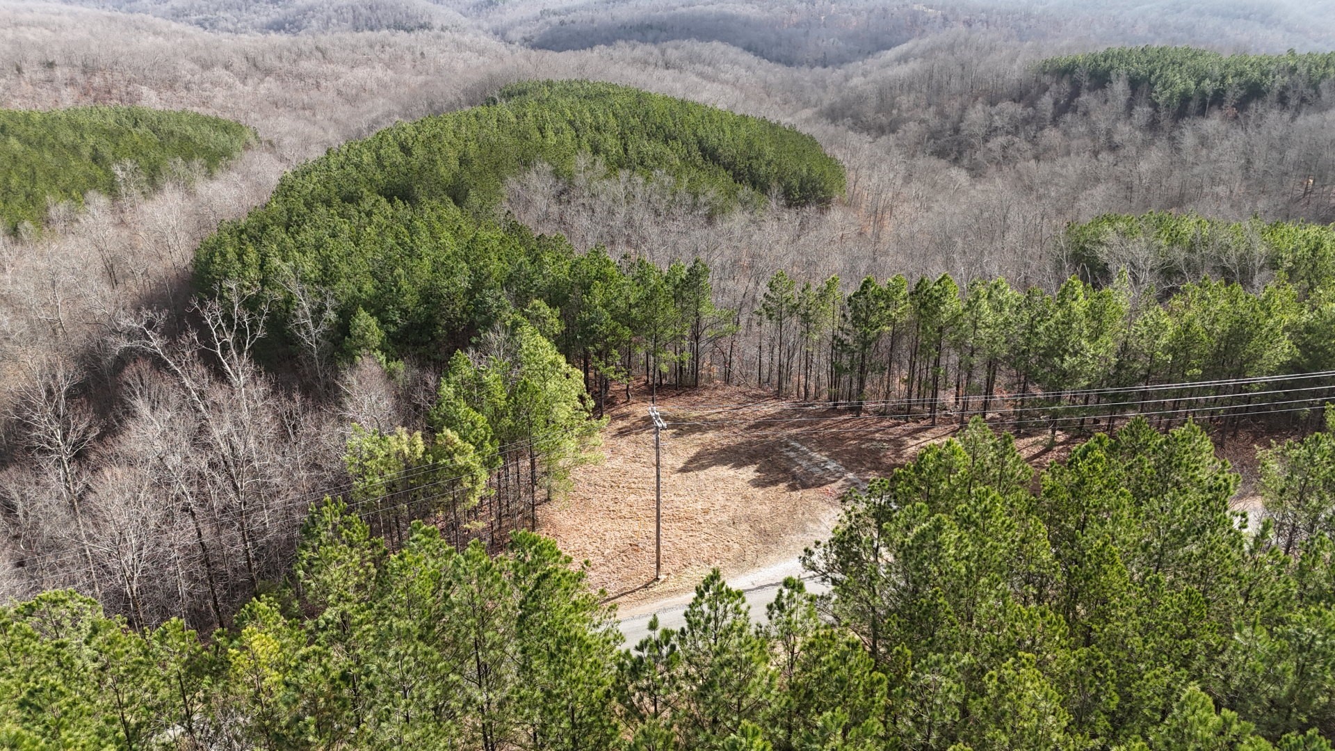 2932 Old Hohenwald Road Linden, TN 37096 - Photo 3 of 31 a view of a yard with plants and large trees