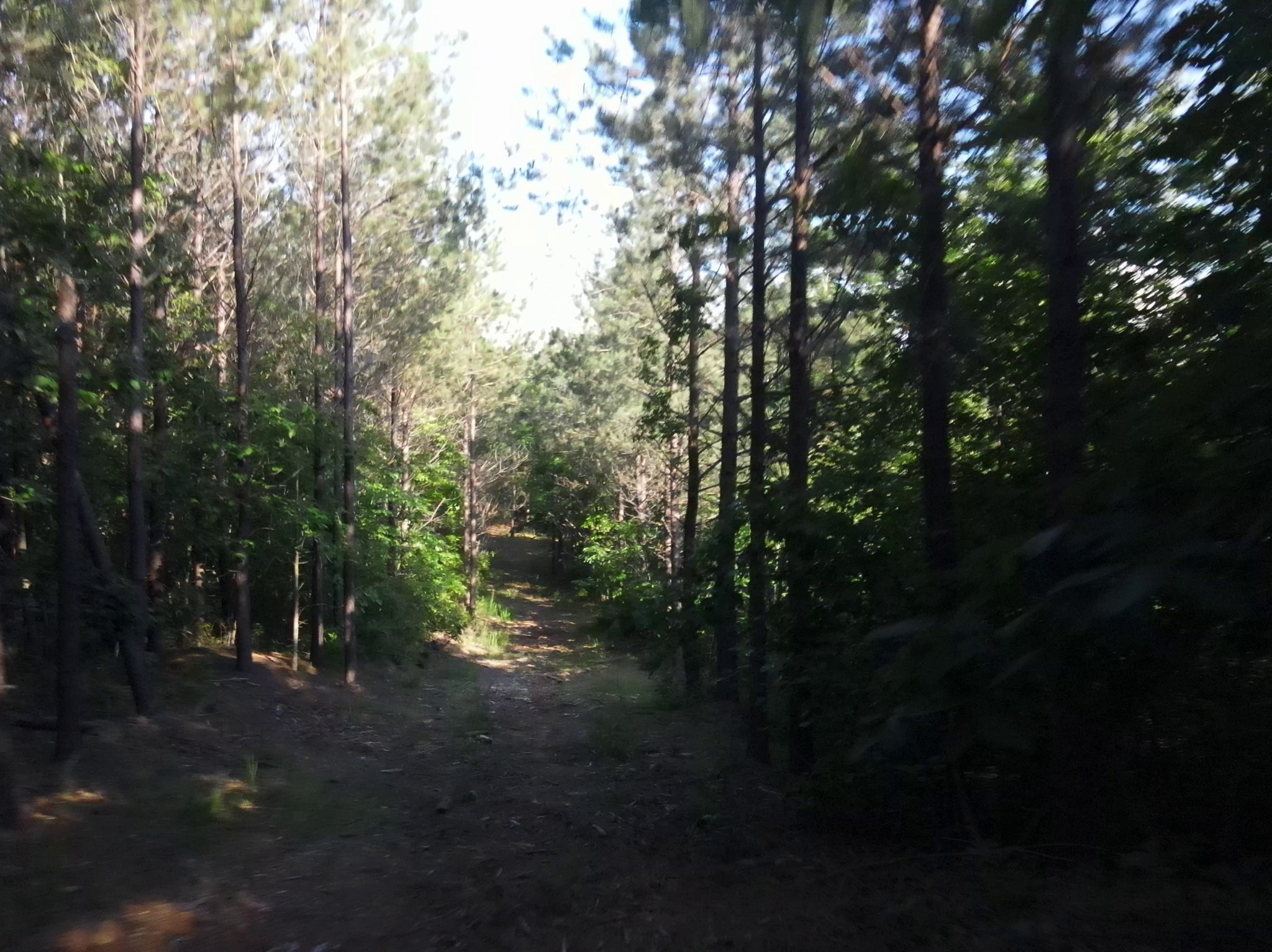 2932 Old Hohenwald Road Linden, TN 37096 - Photo 4 of 31 a view of a forest