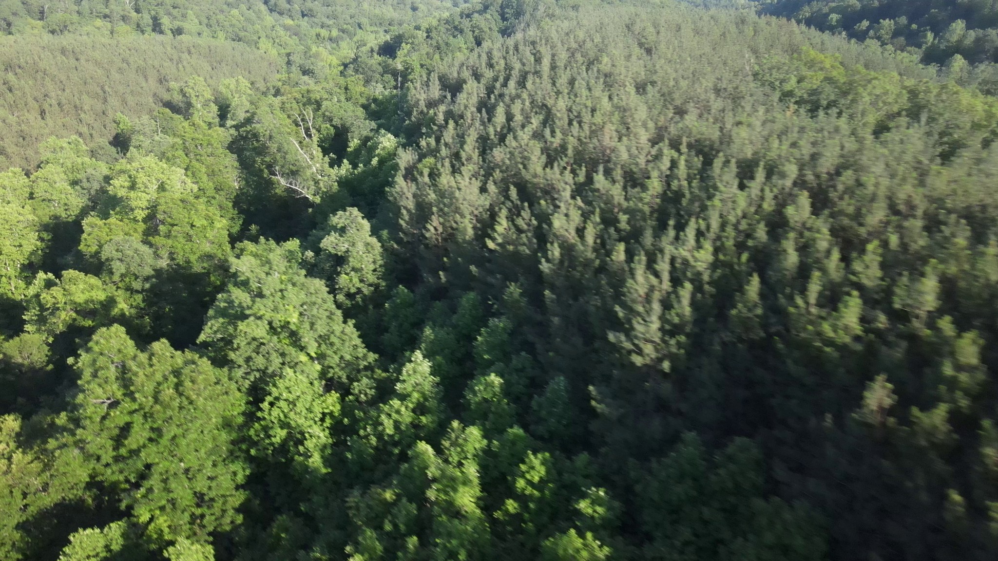 2932 Old Hohenwald Road Linden, TN 37096 - Photo 6 of 31 a view of a lush green forest