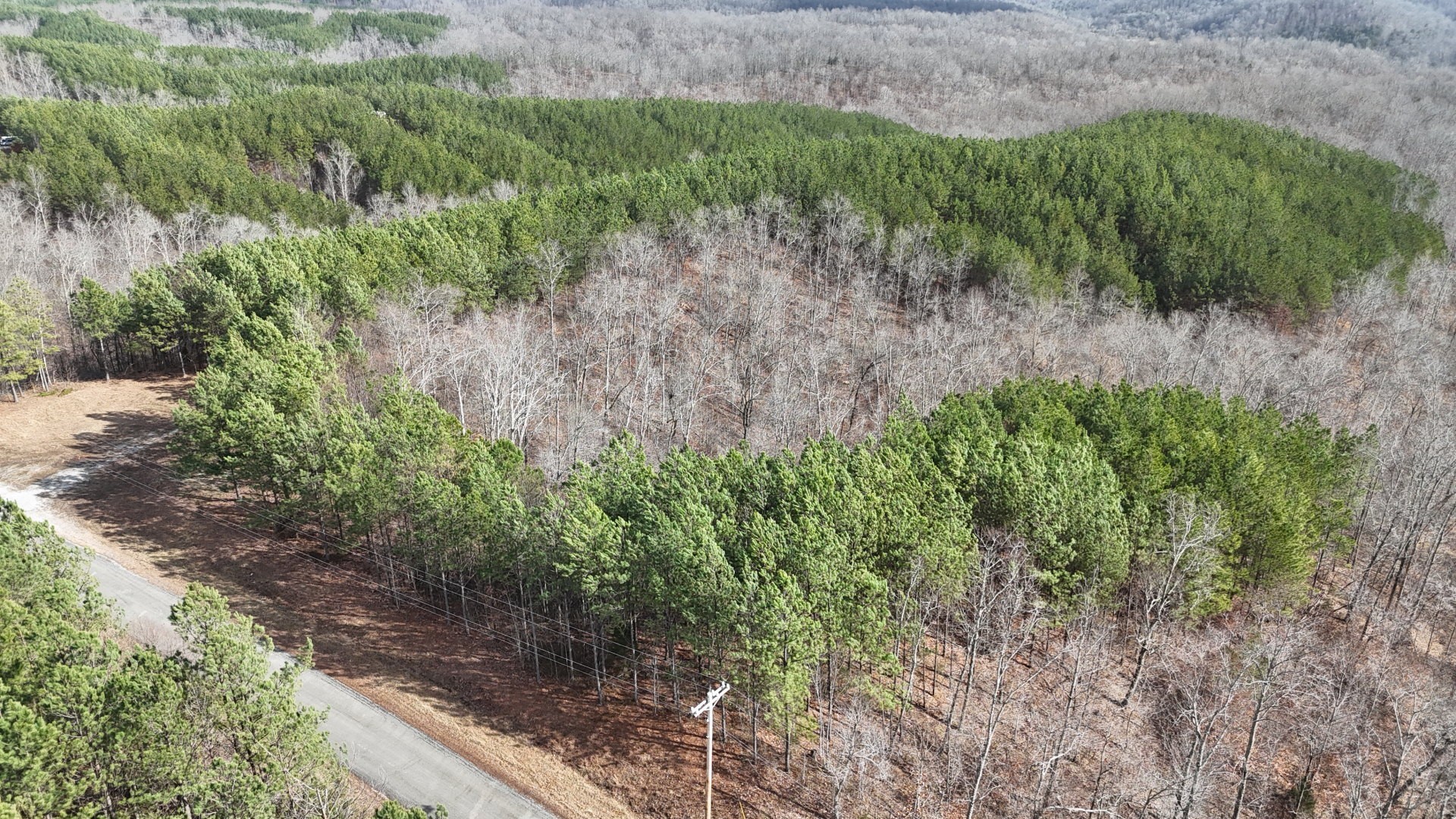 2932 Old Hohenwald Road Linden, TN 37096 - Photo 7 of 31 a view of a yard with plants and a bench
