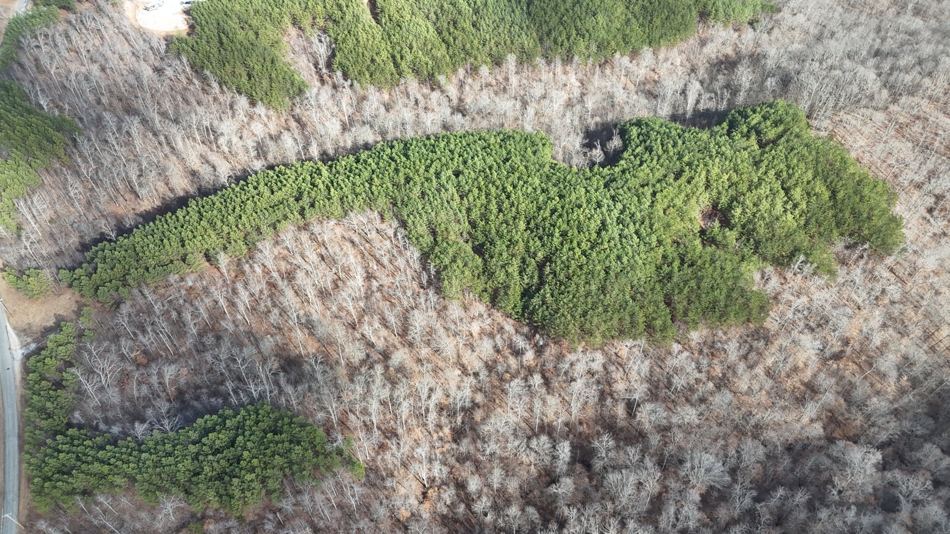 2932 Old Hohenwald Road Linden, TN 37096 - Photo 9 of 31 a view of a garden with plants