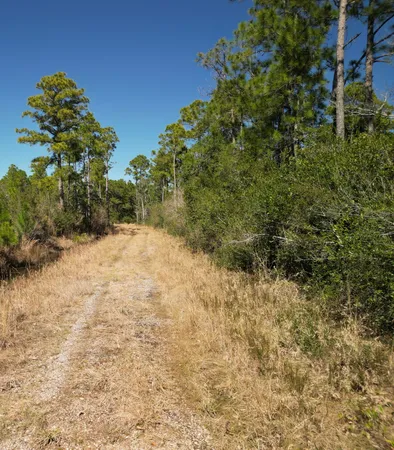 a view of a yard with trees