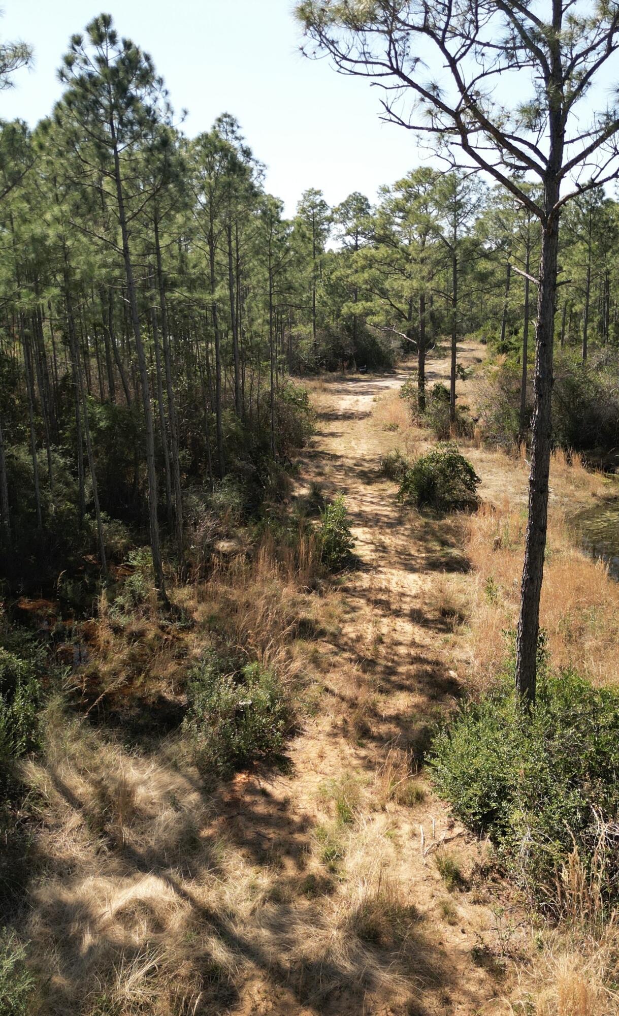 0 Robinson Point Road Milton, FL 32583 - Photo 2 of 7 a view of a forest filled with trees