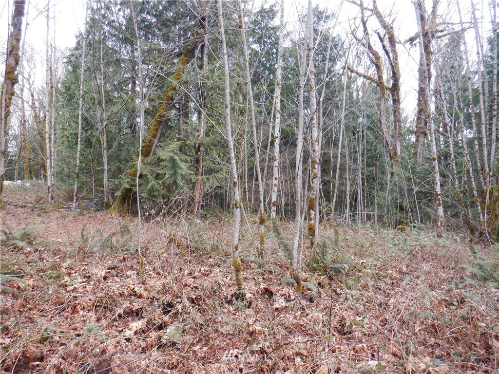 0 Claybanks Road Quilcene, WA 98376 - Photo 14 of 18 Gallery Image 14