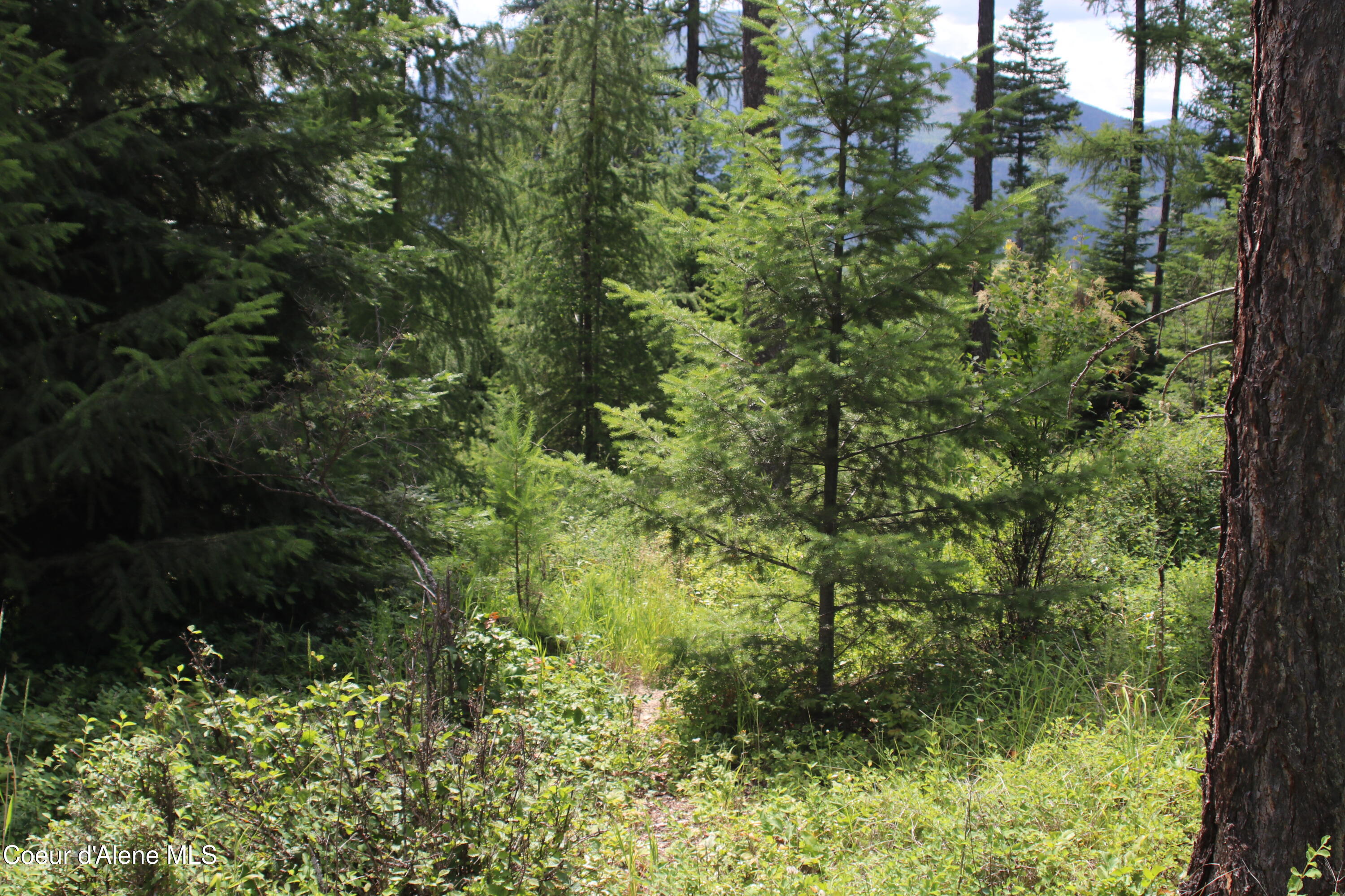 5 Bonners Ferry Bonners Ferry, ID 83805 - Photo 12 of 18 IMG_1841