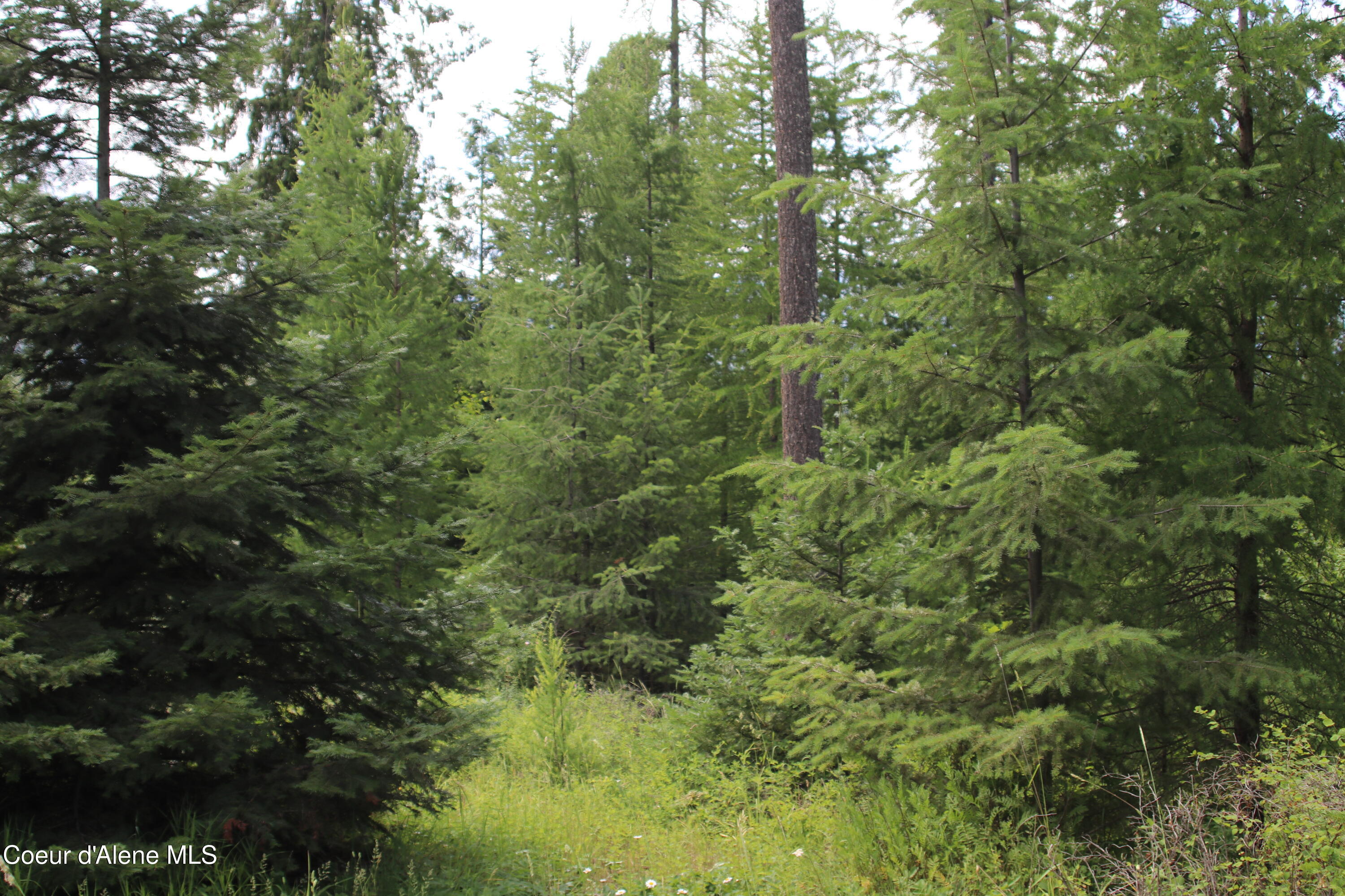 5 Bonners Ferry Bonners Ferry, ID 83805 - Photo 10 of 18 IMG_1837