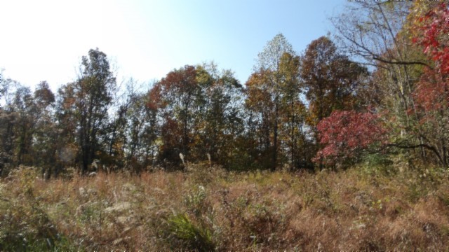 0 Moss Arcot Road Celina, TN 38551 - Photo 11 of 69 a view of bushes and trees