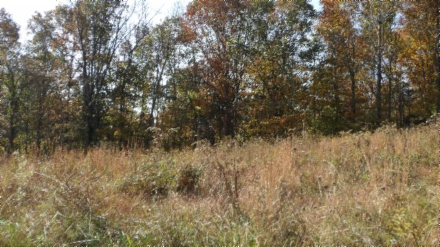 0 Moss Arcot Road Celina, TN 38551 - Photo 13 of 69 a view of a yard