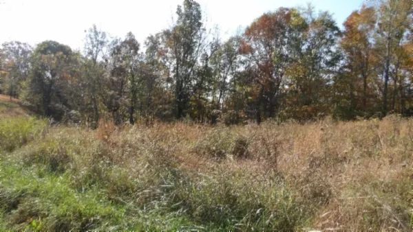 a view of a forest with trees in the background