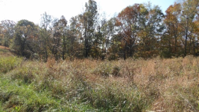 0 Moss Arcot Road Celina, TN 38551 - Photo 14 of 69 a view of a dry yard