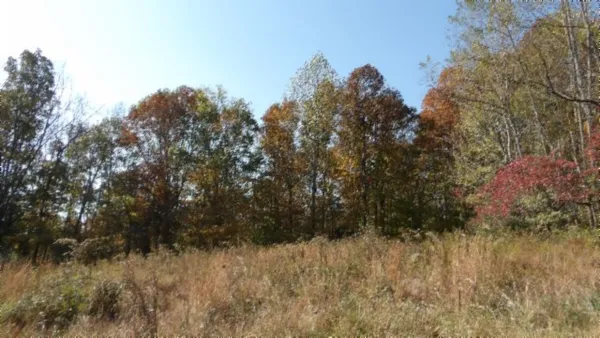 a view of a yard