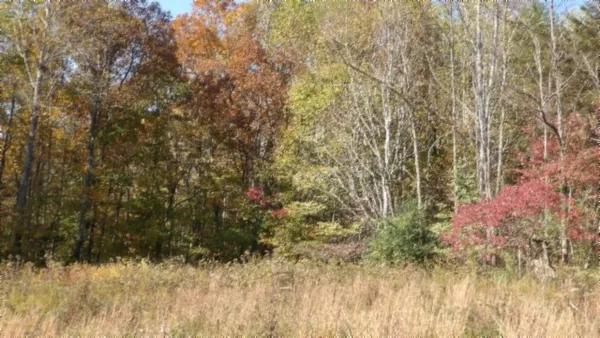 a view of a yard