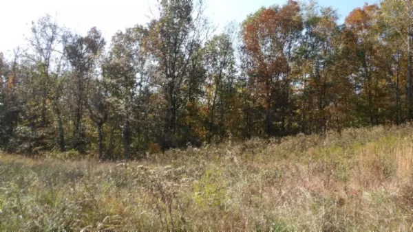 a view of a yard