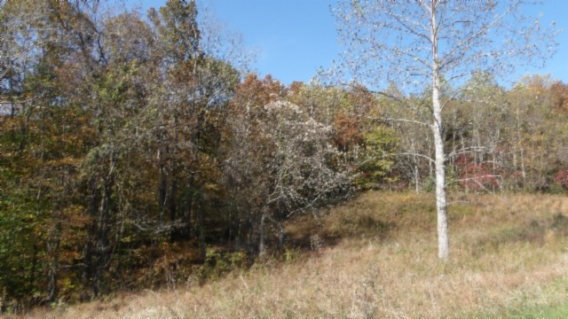 0 Moss Arcot Road Celina, TN 38551 - Photo 29 of 69 a view of a dry yard