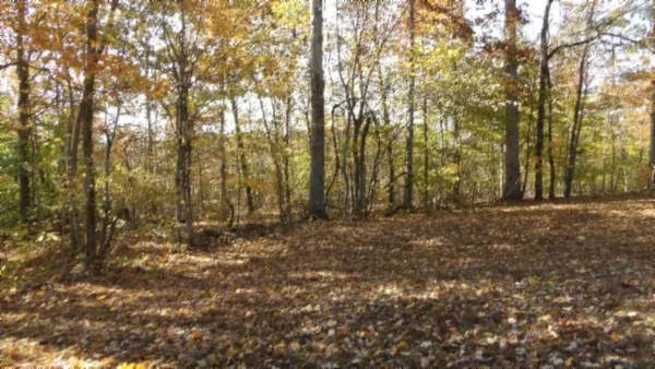a view of yard