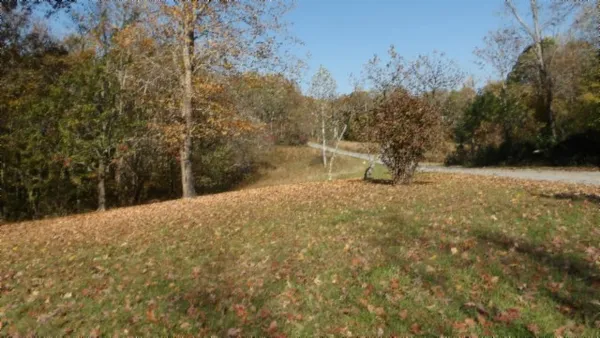 a view of a yard with a tree