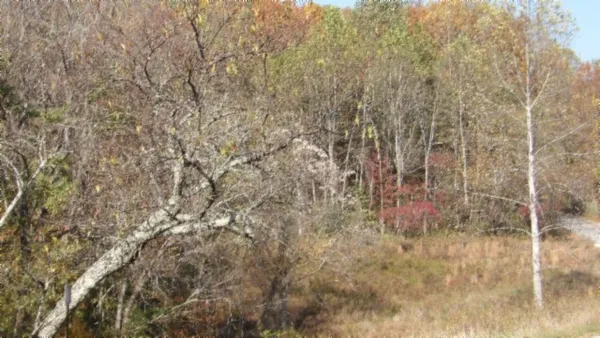 a view of a yard