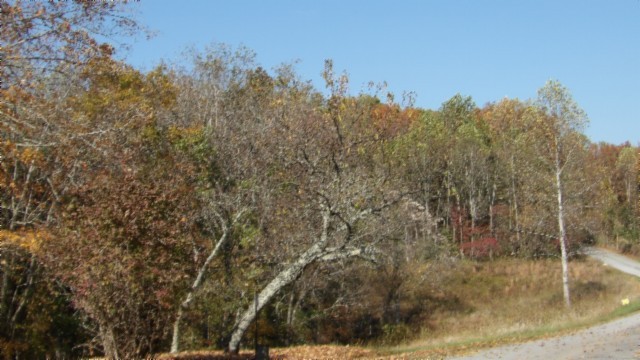 0 Moss Arcot Road Celina, TN 38551 - Photo 50 of 69 a view of a yard