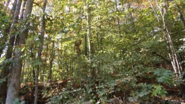 a view of a tree