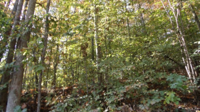 0 Moss Arcot Road Celina, TN 38551 - Photo 5 of 69 a view of a tree