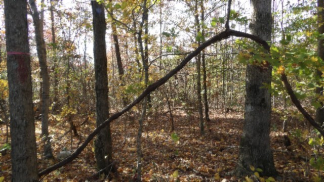 0 Moss Arcot Road Celina, TN 38551 - Photo 51 of 69 a yard with tall trees