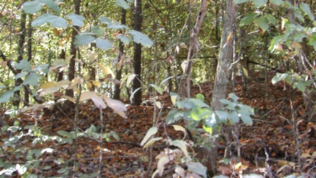 0 Moss Arcot Road Celina, TN 38551 - Photo 6 of 69 a view of a tree