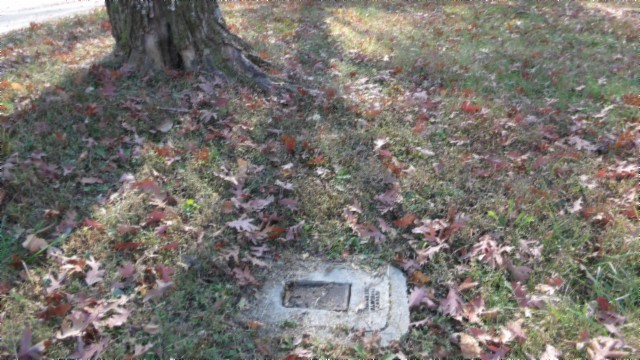 0 Moss Arcot Road Celina, TN 38551 - Photo 65 of 69 a close up of a tree