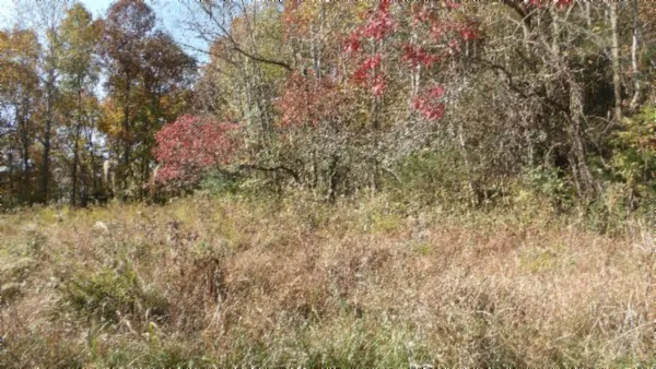 a view of bushes and trees