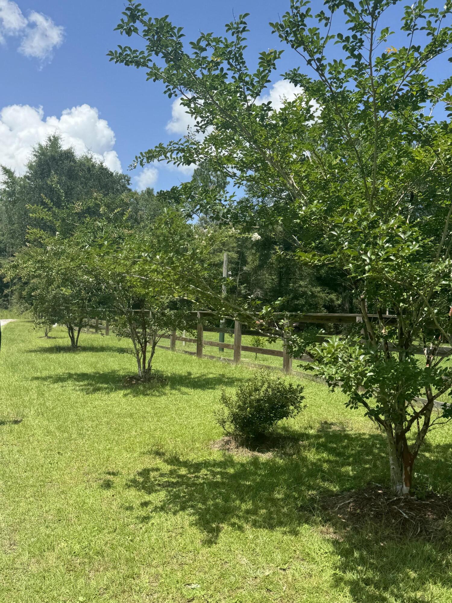 2050 Shockley Springs Road Baker, FL 32531 - Photo 49 of 49 a view of a garden with a tree